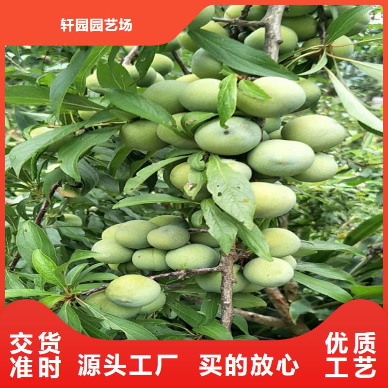 李子石榴樹廠家直銷售后完善