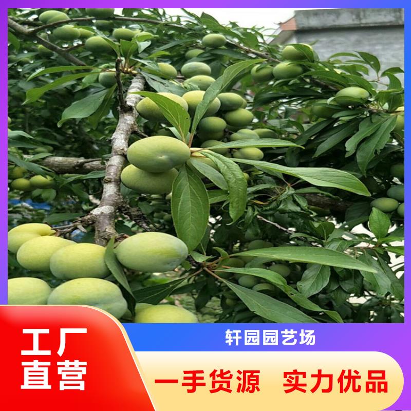 李子石榴树厂家直销售后完善