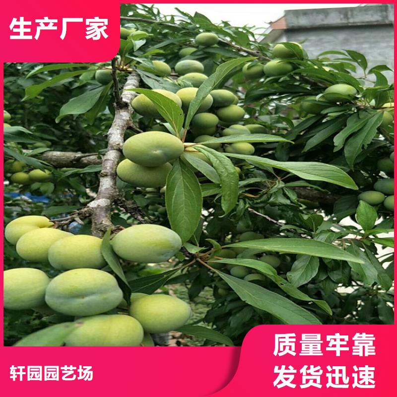 国丰李子苗新奇品种/轩园园艺场