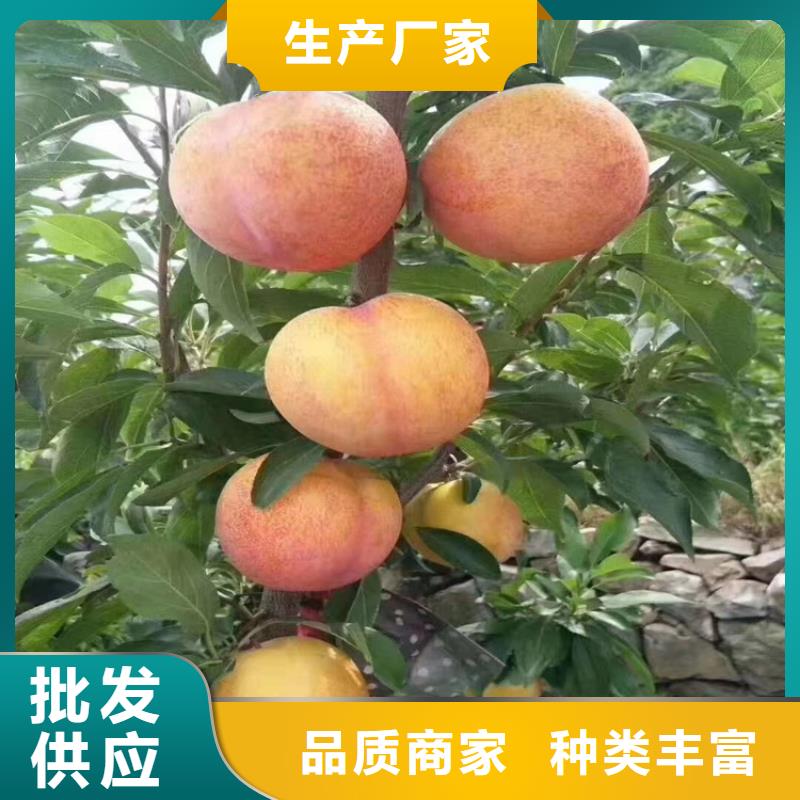 李子_葡萄苗优选原材