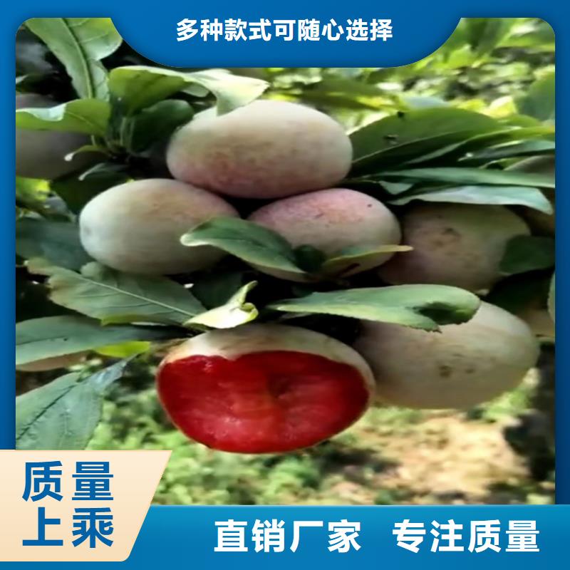 李子蘋果苗性價(jià)比高