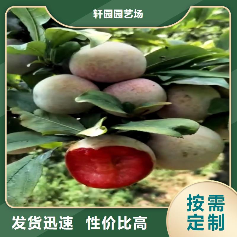 李子苹果苗免费获取报价