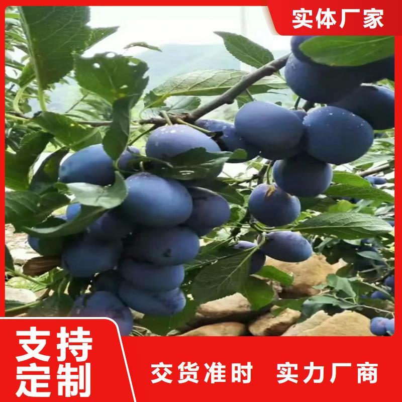 【李子】苹果苗品种全当地品牌
