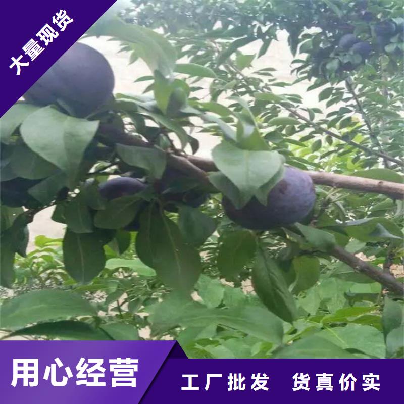 李子,桃树苗质检合格发货