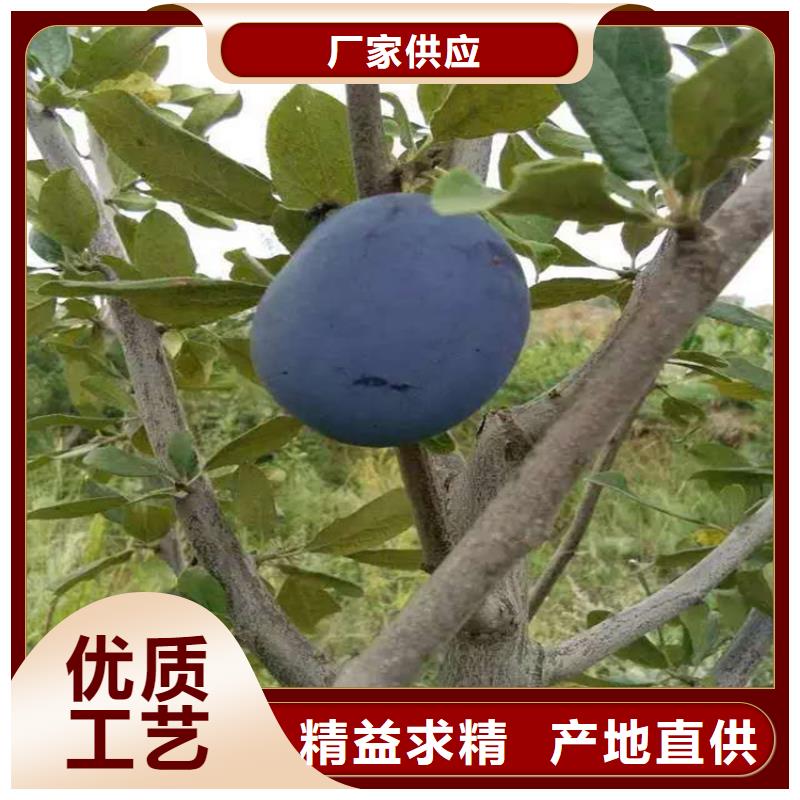 梨树苗-视频-梨树苗-江苏省常州市【当地】品牌-新北|天宁|扬州|泰州|宿迁|淮安|苏州