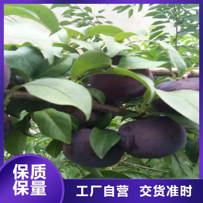 轩园【李子】苹果苗品种全-业务覆盖区域|钟楼|武进|南通|无锡|镇江|扬州|泰州|南京-企业旺旺