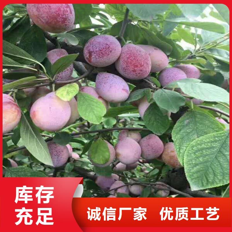 【李子】 桃树苗按需设计-轩园园艺场(陇南市分公司)-企业旺旺