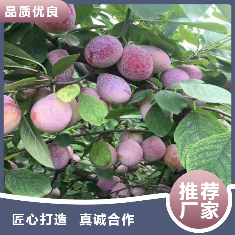 李子猕猴桃苗一站式厂家