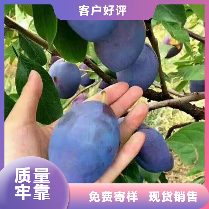 李子,桃树苗质检合格发货