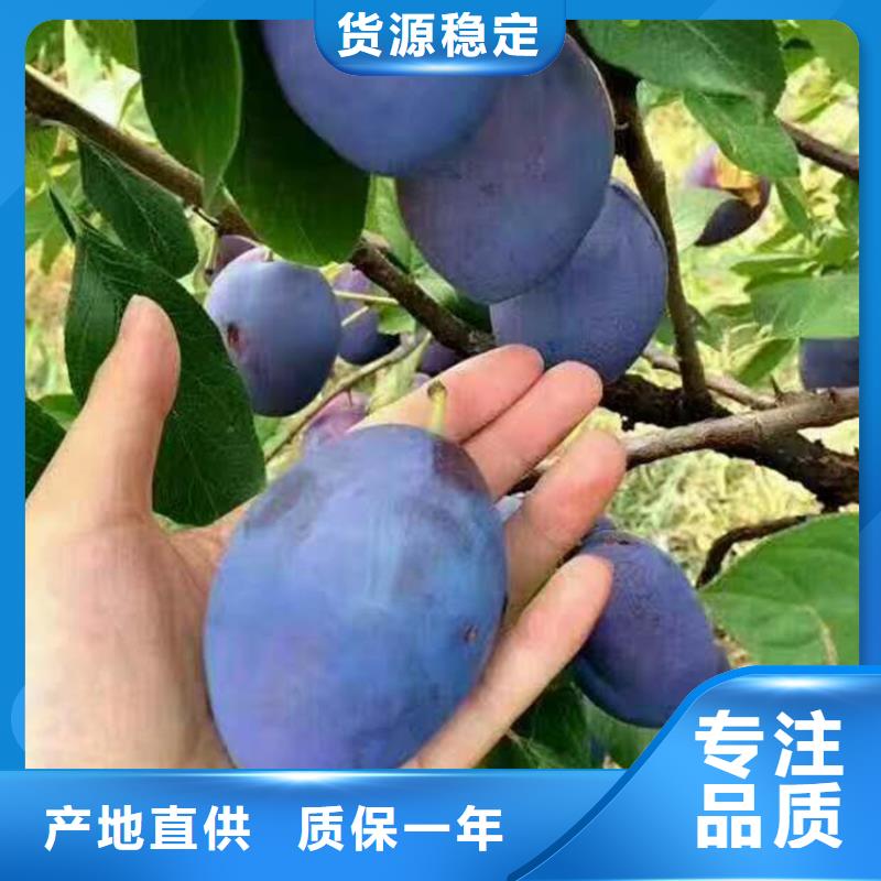 李子_葡萄苗優選原材