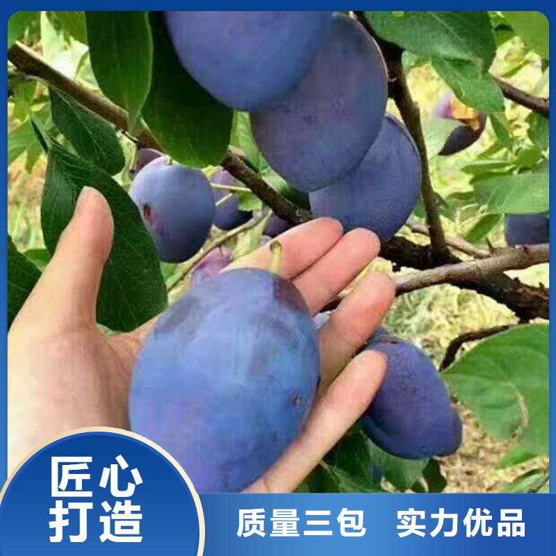 李子蘋果苗免費獲取報價