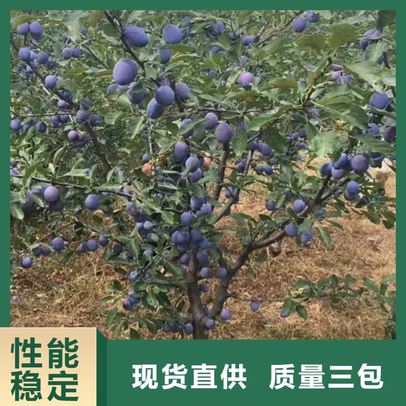轩园【李子】苹果苗品种全-业务覆盖区域|钟楼|武进|南通|无锡|镇江|扬州|泰州|南京-企业旺旺