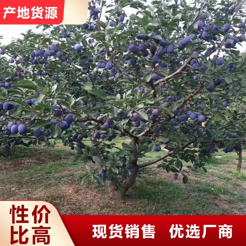 李子,桃树苗质检合格发货