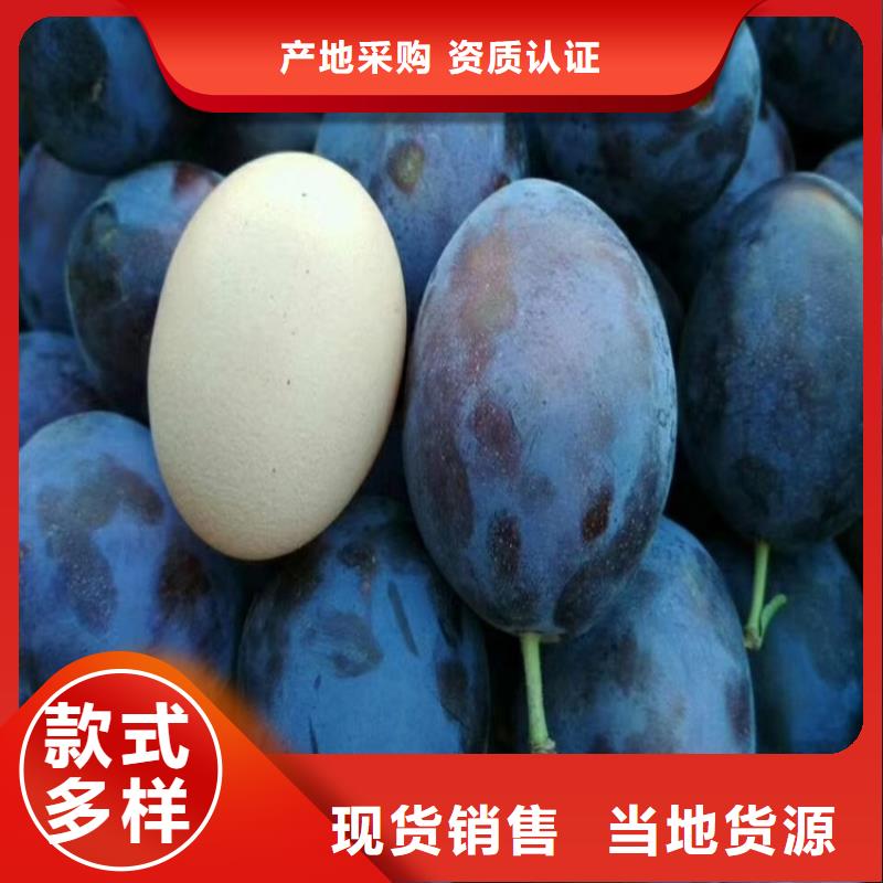 【李子】 桃树苗按需设计-轩园园艺场(陇南市分公司)-企业旺旺