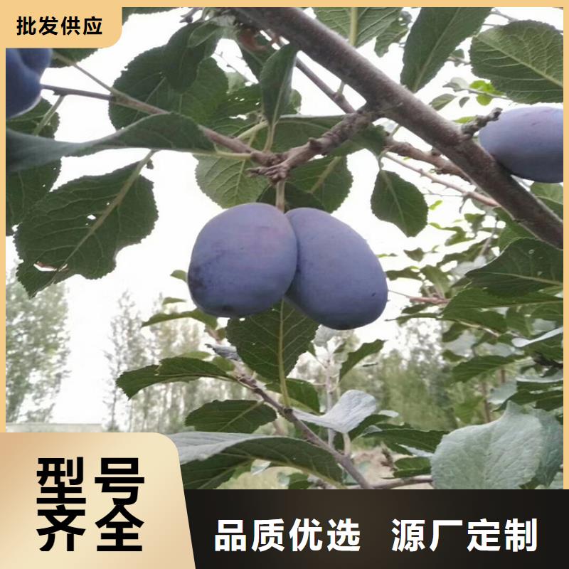 轩园【李子】苹果苗品种全-业务覆盖区域|钟楼|武进|南通|无锡|镇江|扬州|泰州|南京-企业旺旺