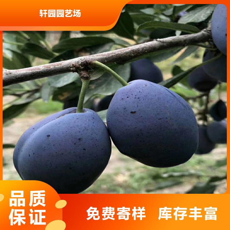 李子蘋果苗貨到付款