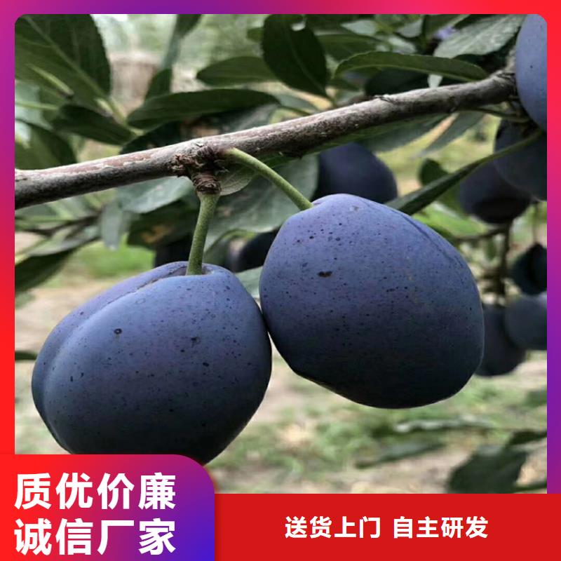 【李子】 桃树苗按需设计保障产品质量