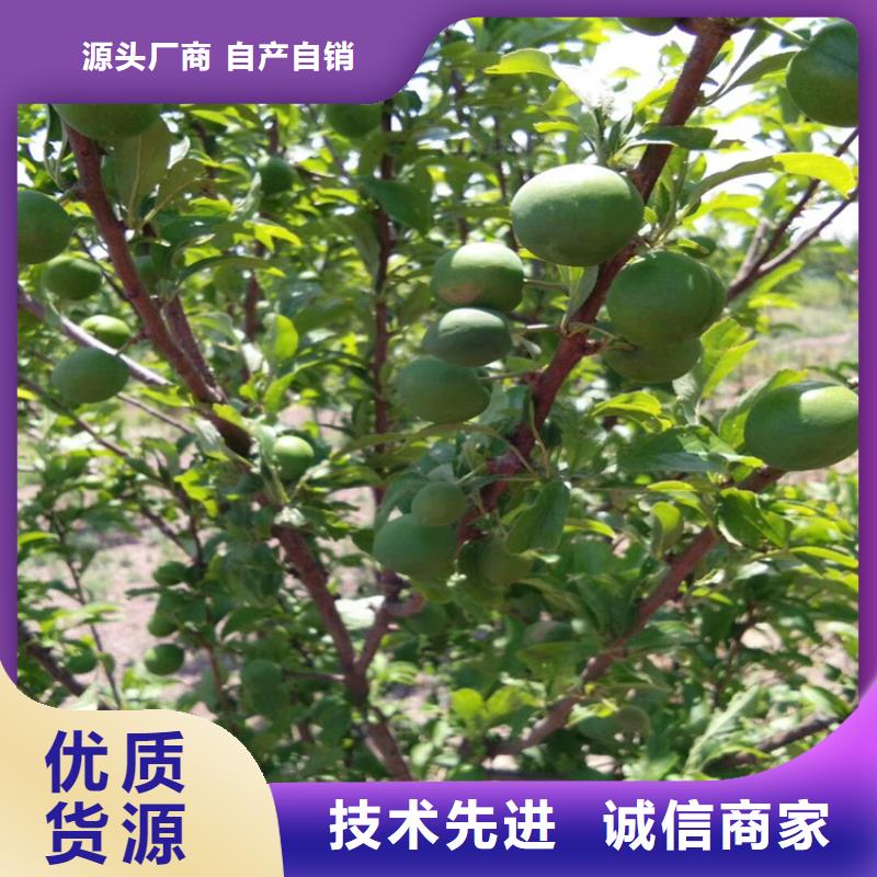 李子,樱桃苗甄选好厂家