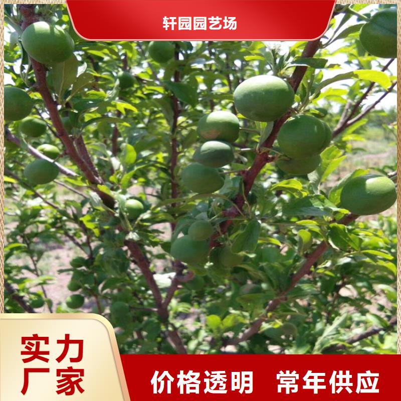 梨树苗视频-梨树苗(轩园)覆盖地域湖北省黄冈市蕲春|红安|荆门|孝感|十堰|恩施|黄石