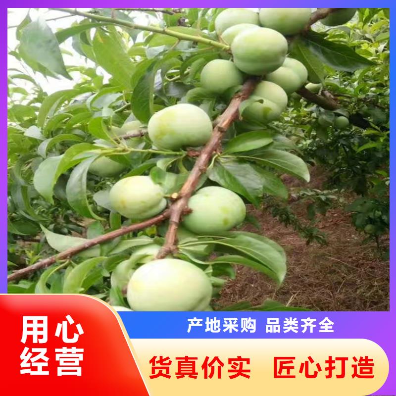 李子_苹果苗工艺层层把关