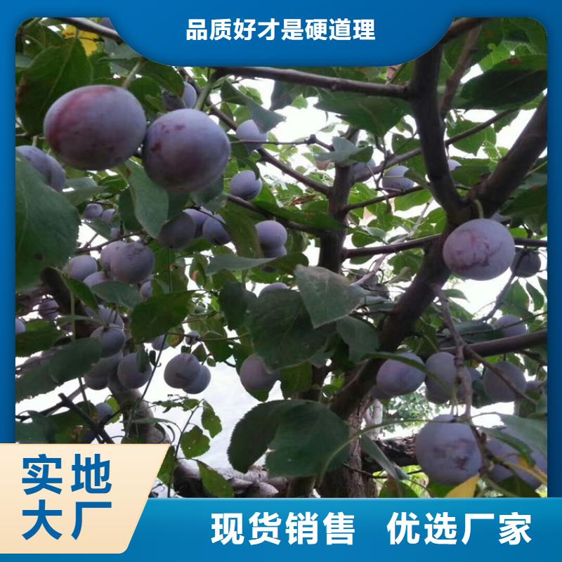【李子】苹果苗品种全当地品牌