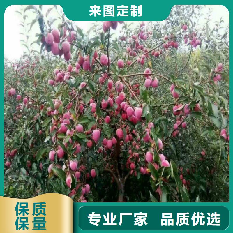 李子石榴树量大更优惠