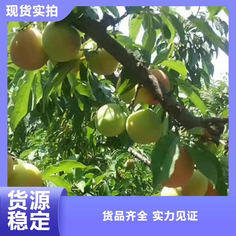 李子嘎啦蘋果真正讓利給買家