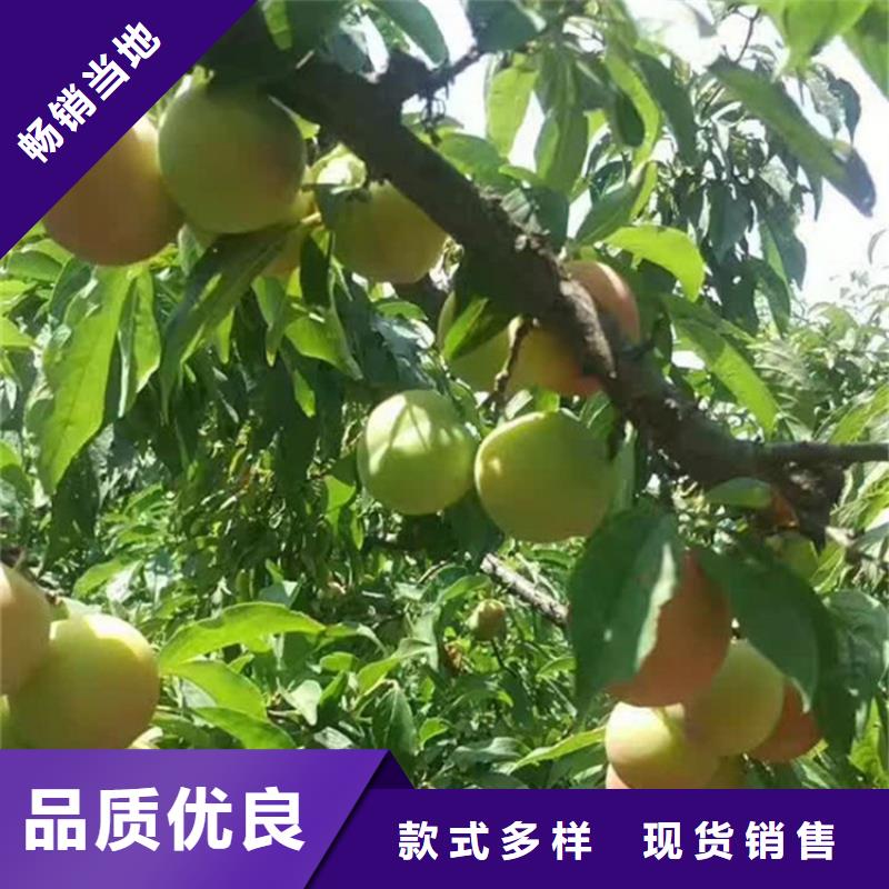 李子_葡萄苗优选原材