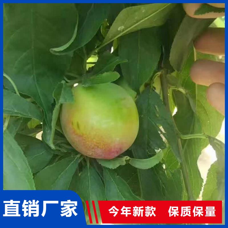 李子石榴樹廠家直銷售后完善