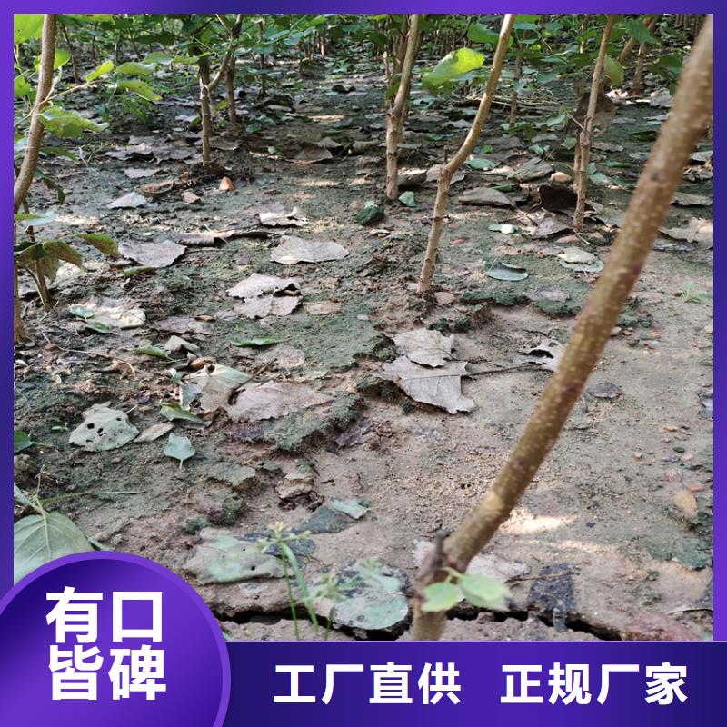 李子獼猴桃苗一站式廠家
