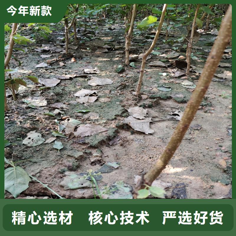 李子猕猴桃苗一站式厂家