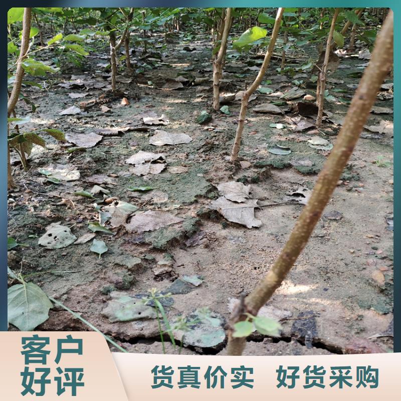 李子,桃树苗质检合格发货