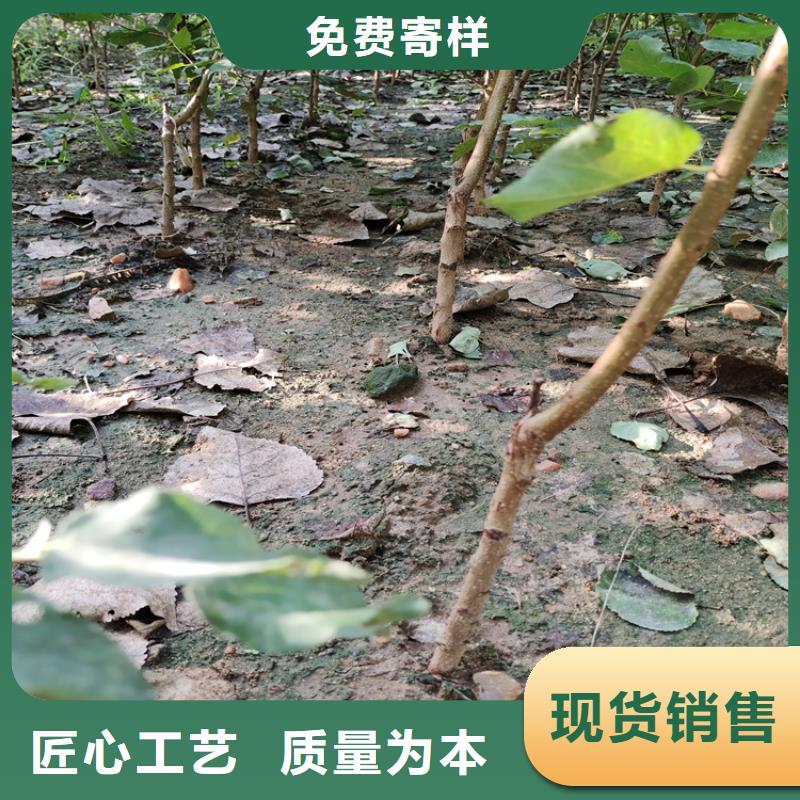 国丰李子苗新奇品种/轩园园艺场