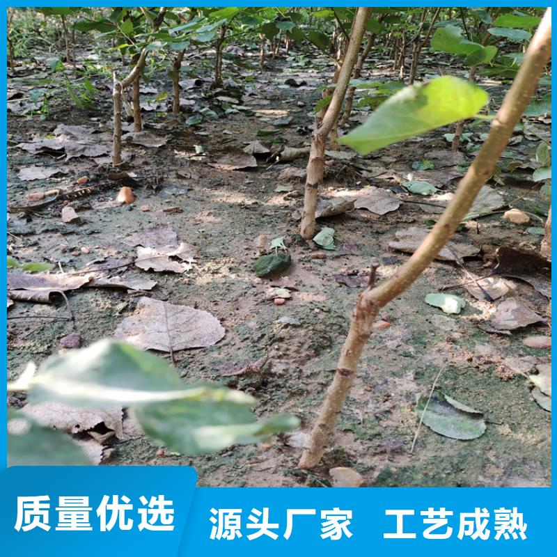 梨树苗视频-梨树苗(轩园)覆盖地域湖北省黄冈市蕲春|红安|荆门|孝感|十堰|恩施|黄石