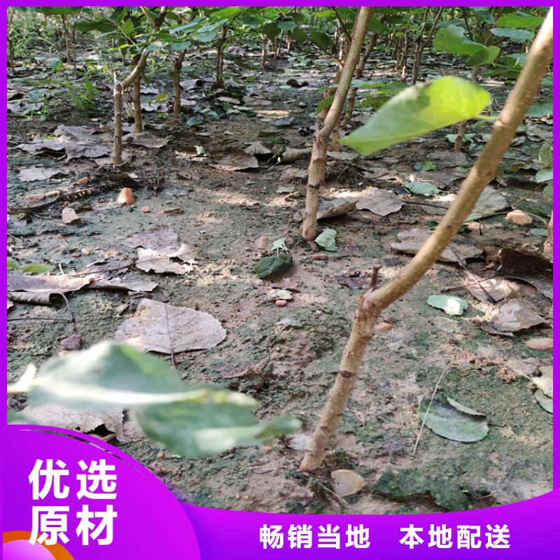李子_葡萄苗優選原材