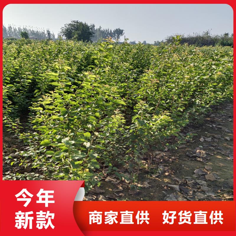 李子蓝莓苗性能稳定