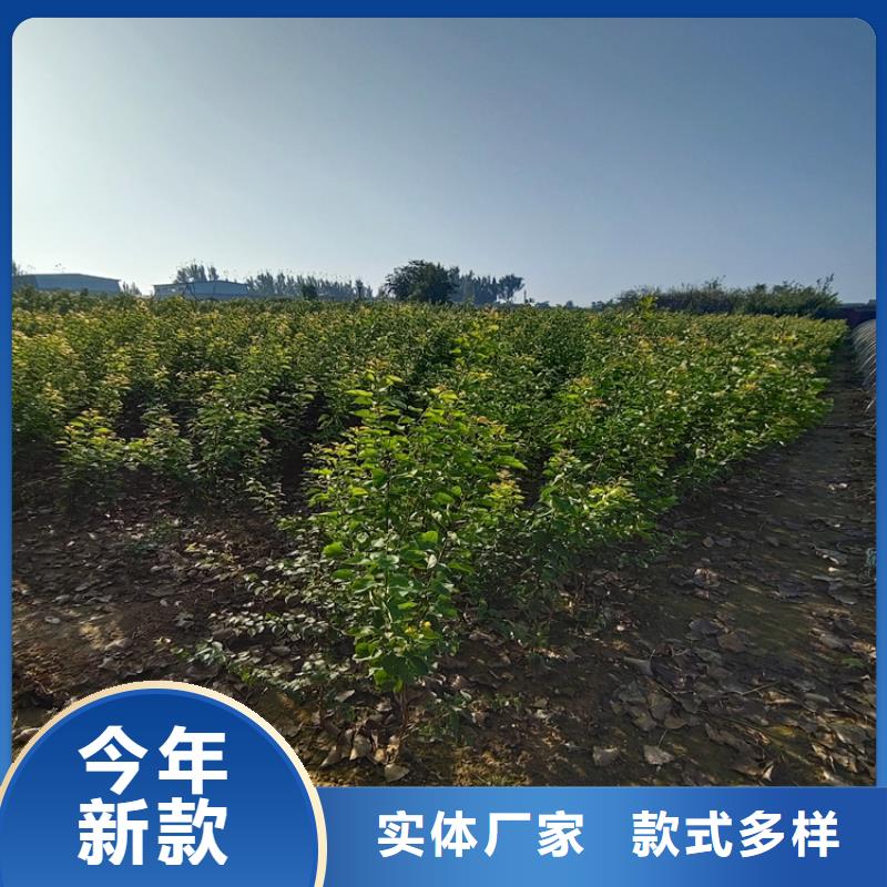 李子,桃树苗质检合格发货
