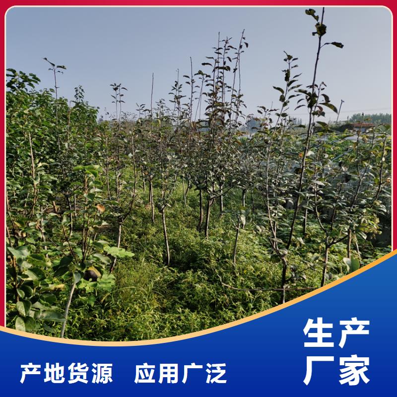 李子苹果苗免费获取报价