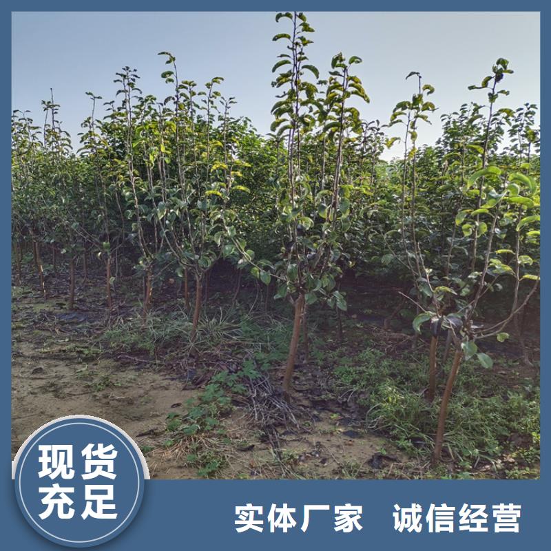 李子獼猴桃苗一站式廠家