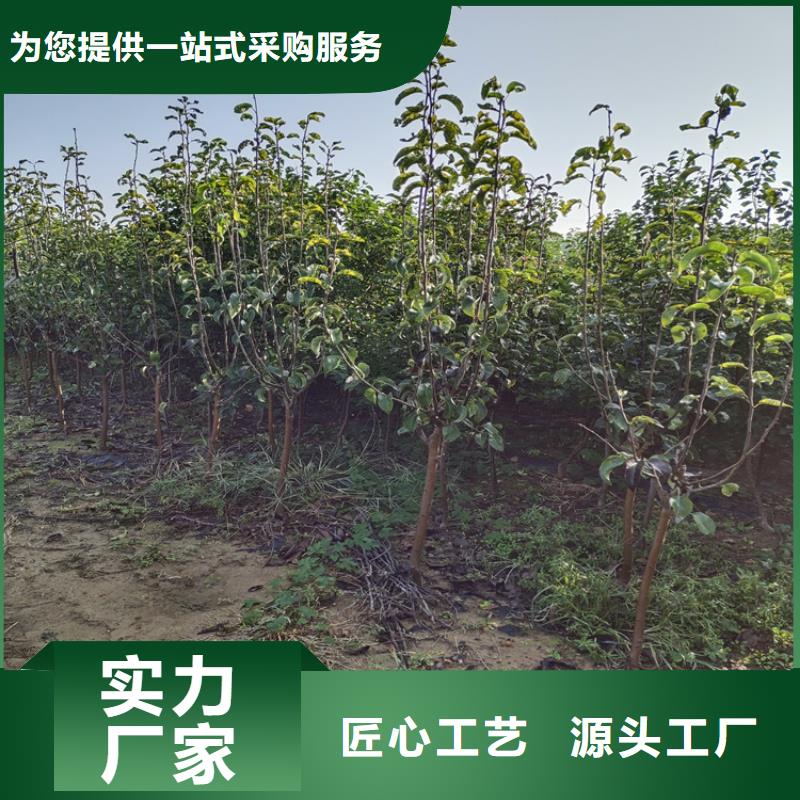 李子,樱桃苗甄选好厂家