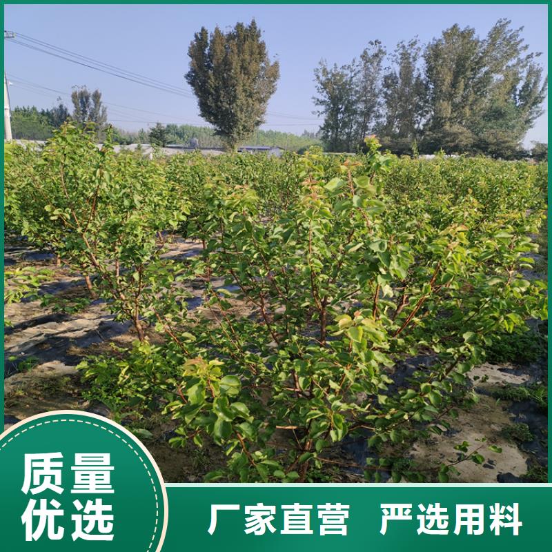 梨树苗视频-甘肃省陇南市轩园梨树苗可服务区域武都|成县|酒泉|金昌|天水|张掖|甘南等