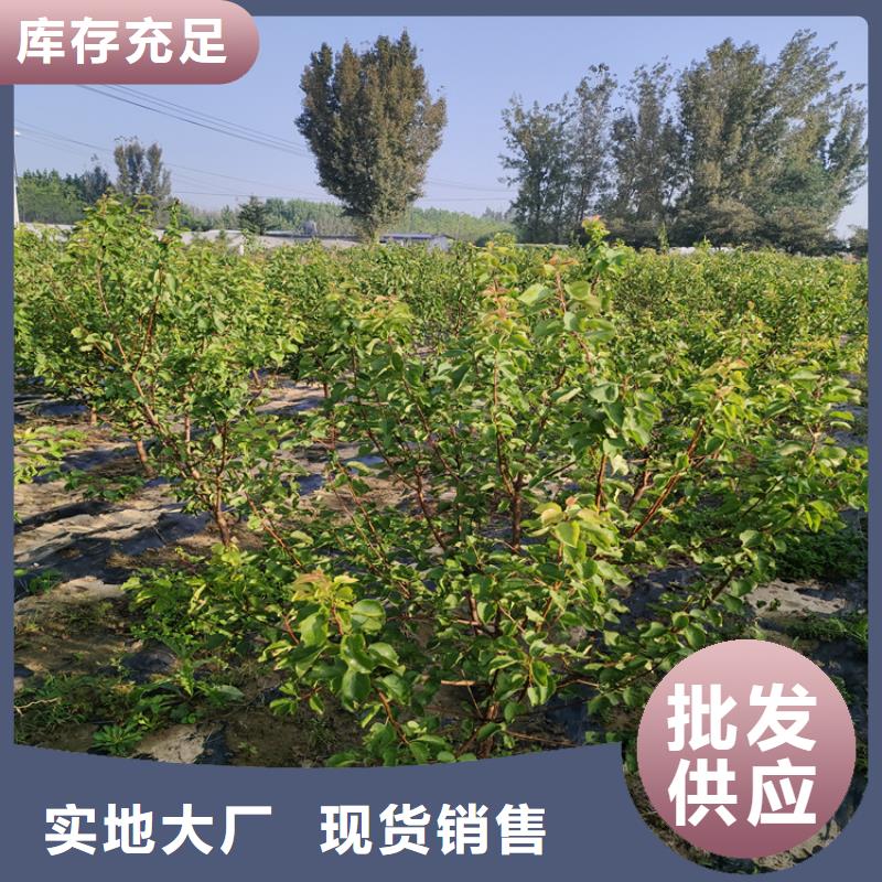 李子,桃树苗质检合格发货