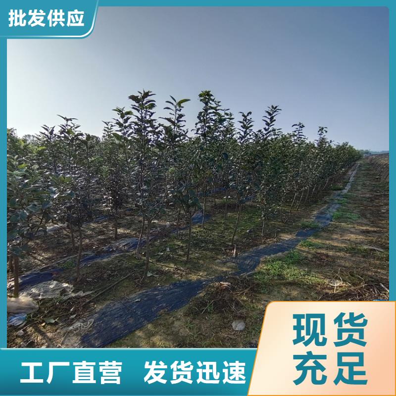 李子_苹果苗工艺层层把关