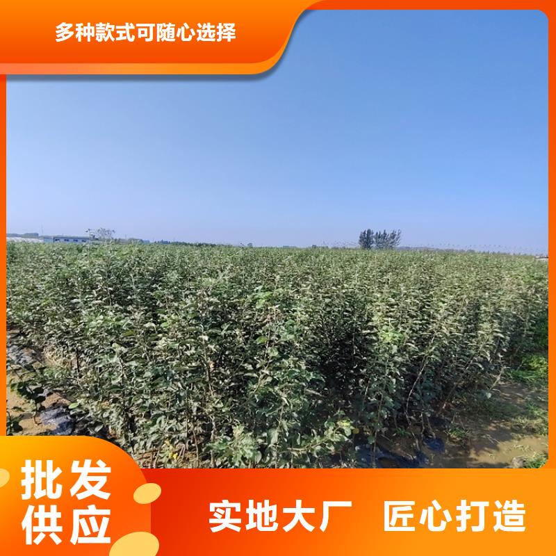 轩园【李子】苹果苗品种全-业务覆盖区域|钟楼|武进|南通|无锡|镇江|扬州|泰州|南京-企业旺旺