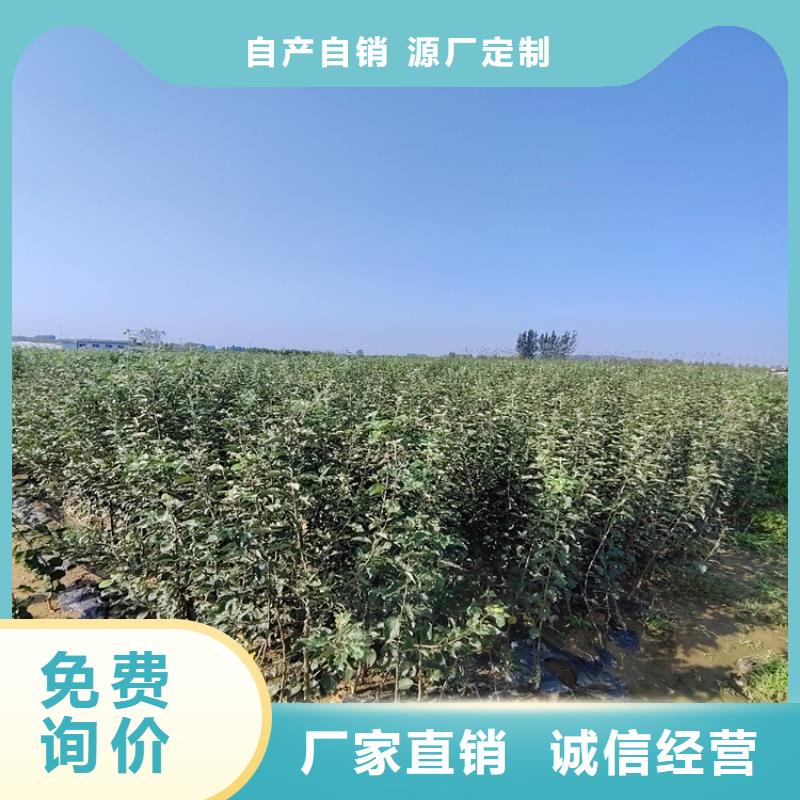 李子,樱桃苗甄选好厂家