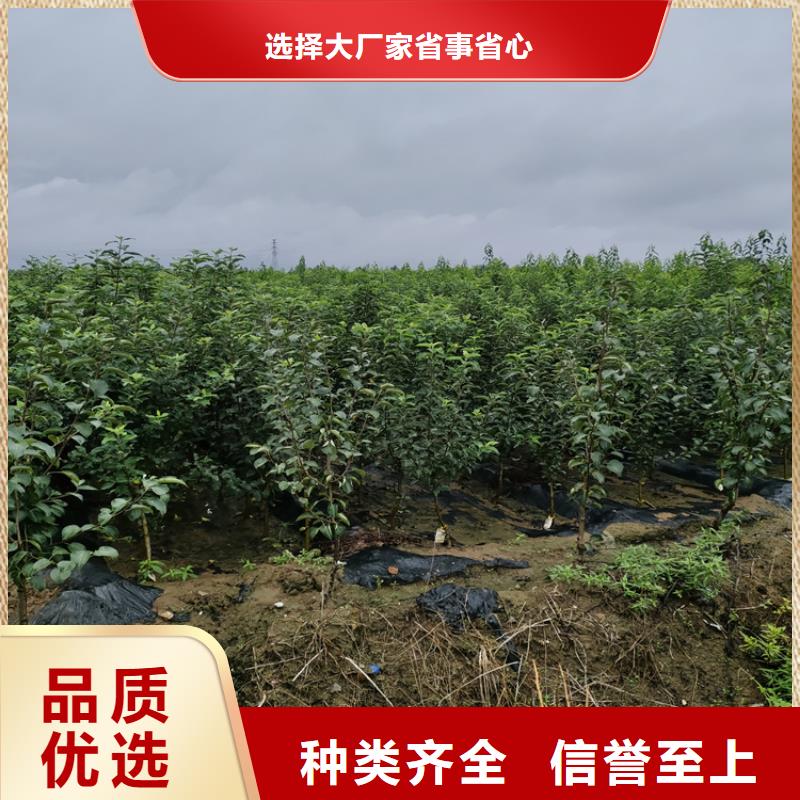 李子石榴樹廠家直銷售后完善