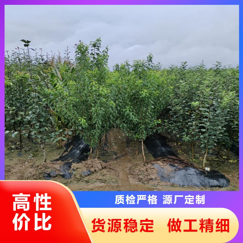 李子,桃树苗质检合格发货