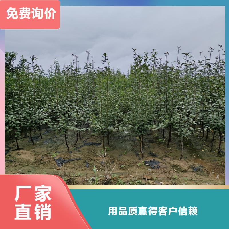 轩园【李子】苹果苗品种全-业务覆盖区域|钟楼|武进|南通|无锡|镇江|扬州|泰州|南京-企业旺旺