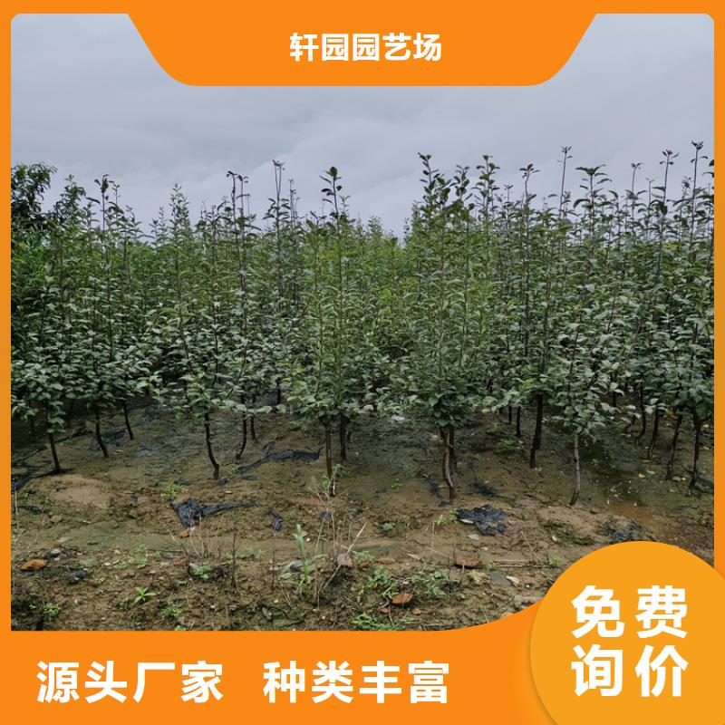 李子_苹果苗工艺层层把关