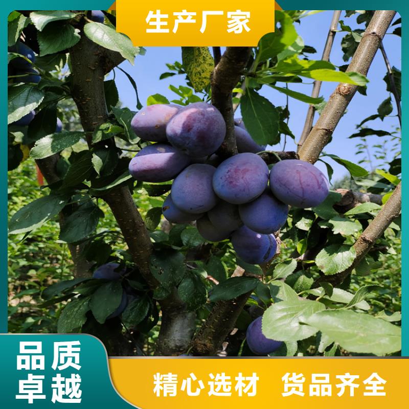 【李子】 桃树苗按需设计-轩园园艺场(陇南市分公司)-企业旺旺